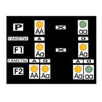 Модель-аппликация "Моногибридное скрещивание" (ламинированная) - «globural.ru» - Чайковский