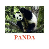 "Wild animals-3" ("Дикие животные-3") английские карточки Домана - «globural.ru» - Чайковский