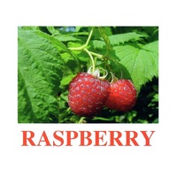 "Berries-1" ("Ягоды-1") английские карточки Домана - «globural.ru» - Чайковский