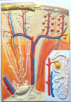 Барельефная модель "Почка" (макро-микростроение) - «globural.ru» - Чайковский