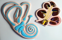 Барельефная модель "Ухо человека" (часть 2) - «globural.ru» - Чайковский