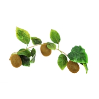 Муляж "Ветка киви" - «globural.ru» - Чайковский