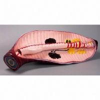 Модель "Дождевой червь" - «globural.ru» - Чайковский