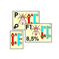 Модель-аппликация "Перекрест хромосом" (ламинированная) - «globural.ru» - Чайковский