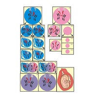 Модель-аппликация "Гаметогенез у человека и млекопитающих" (ламинированная) - «globural.ru» - Чайковский