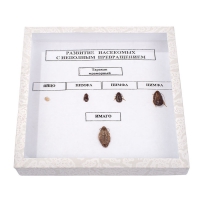 Коллекция энтомологическая "Развитие насекомых с неполным превращением" - «globural.ru» - Чайковский