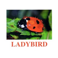 "Insects" ("Насекомые") английские карточки Домана - «globural.ru» - Чайковский