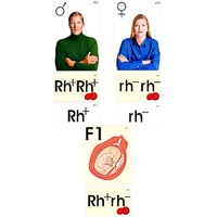 Модель-аппликация "Наследование резус-фактора" (ламинированная) - «globural.ru» - Чайковский