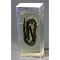 Влажный препарат «Гадюка» - «globural.ru» - Чайковский