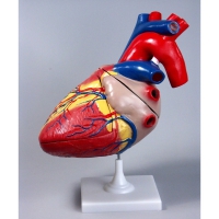 Модель "Сердце" (увеличенная) - «globural.ru» - Чайковский