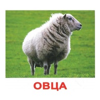 .Карточки Домана "Домашние животные" - «globural.ru» - Чайковский