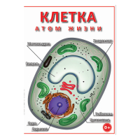 DVD Клетка - "атом жизни" - «globural.ru» - Чайковский