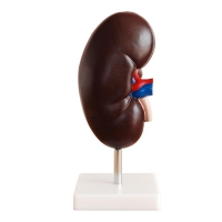 Модель "Почка" (увеличенная) - «globural.ru» - Чайковский