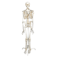 Скелет человека на роликовой подставке (170 см) - «globural.ru» - Чайковский