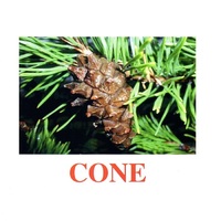 Карточки Домана "Going for a walk-2" ("На прогулке-2") на английском языке - «globural.ru» - Чайковский