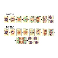 Модель-аппликация "Деление клетки. Митоз и мейоз" (ламинированная) - «globural.ru» - Чайковский