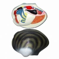 Модель "Беззубка" (двустворчатый моллюск) - «globural.ru» - Чайковский