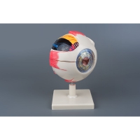 Модель «Глаз человека» (большая) - «globural.ru» - Чайковский