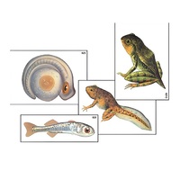 Модель-аппликация "Развитие костной рыбы и лягушки" (ламинированная) - «globural.ru» - Чайковский