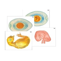 Модель-аппликация "Развитие птицы и млекопитающего (человека)" (ламинированная) - «globural.ru» - Чайковский