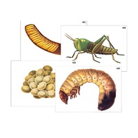 Модель-аппликация "Развитие насекомых с полным и неполным превращением" (ламинированная) - «globural.ru» - Чайковский
