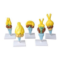 Комплект моделей строения мозга позвоночных - «globural.ru» - Чайковский