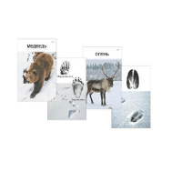 Комплект дидактических карточек "Следы на снегу" - «globural.ru» - Чайковский