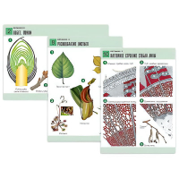 Комплект таблиц по биологии демонстрационный "Ботаника 2" (18 таблиц, формат А1, лам. - «globural.ru» - Чайковский