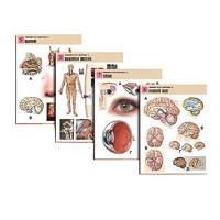 Комплект таблиц по биологии демонстрационный "Человек и его здоровье 2" (10 таблиц, формат А1, лам.) - «globural.ru» - Чайковский