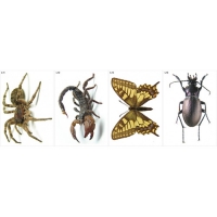 Модель-аппликация Многообразие беспозвоночных - «globural.ru» - Чайковский