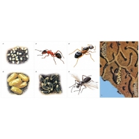 Модель-аппликация Муравьи. Устройство муравейника - «globural.ru» - Чайковский