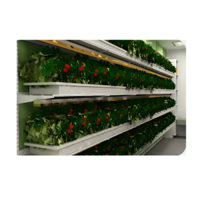 Стеллаж для выращивания клубники "Стена" - «globural.ru» - Чайковский