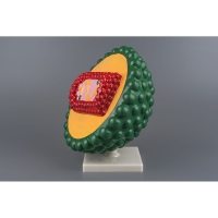 Модель "Вирус СПИДа" - «globural.ru» - Чайковский