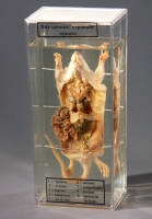 Влажный препарат Внутреннее строение крысы - «globural.ru» - Чайковский