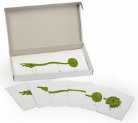 Модель-аппликация Роль ядра в регуляции развития организма (набор из 8 карт) - «globural.ru» - Чайковский