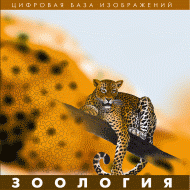 Зоология. (Цифровая база изображений) - «globural.ru» - Чайковский