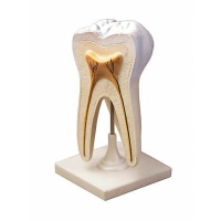 Модель строения зуба - «globural.ru» - Чайковский