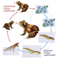 Модель-аппликация Цикл развития лягушки - «globural.ru» - Чайковский