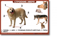 Ознакомление с окружающим миром. 1-4 класс. Комплект таблиц. Наглядные пособия для начальной школы, учебные пособия - «globural.ru» - Чайковский
