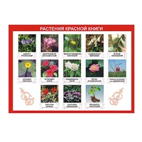 Таблица демонстрационная "Растения Красной книги" (винил 100х140) - «globural.ru» - Чайковский
