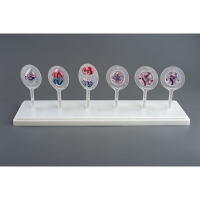 Модель Митоз и Мейоз клетки - «globural.ru» - Чайковский