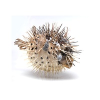 Сухой препарат "Еж-рыба морская" - «globural.ru» - Чайковский