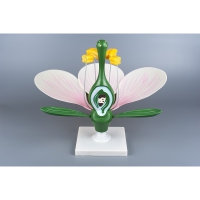 Модель "Цветок яблони" - «globural.ru» - Чайковский