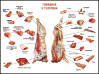 Правила разделки мясных туш "Говядина и телятина" 1000*1400 винил - «globural.ru» - Чайковский