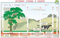 Плакаты и таблицы по общей экологии - «globural.ru» - Чайковский