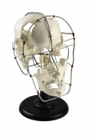 Модель Кости черепа человека смонтированные - «globural.ru» - Чайковский