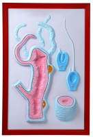 Барельефная модель "Строение гидры" - «globural.ru» - Чайковский