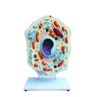 Модель "Клетка животного" - «globural.ru» - Чайковский