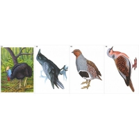 Модель-аппликация Многообразие хордовых. Птицы  - «globural.ru» - Чайковский