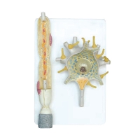 Модель "Нейрона" - «globural.ru» - Чайковский